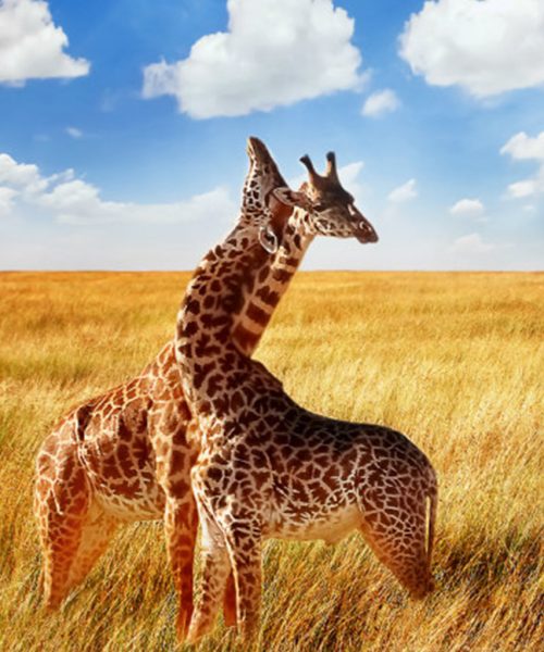 Africa